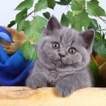 Британские котята - голубая британская кошечка, в Москве