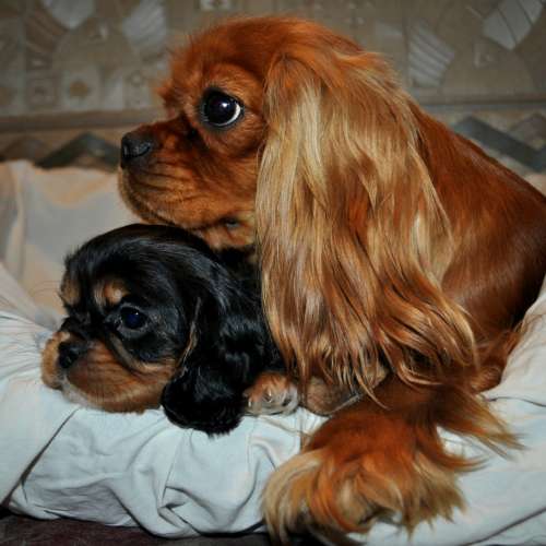 Купить Собаку Кавалер В Воронеже