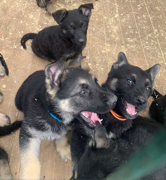 Щенки ВЕО с документами в Санкт-Петербурге фото 27