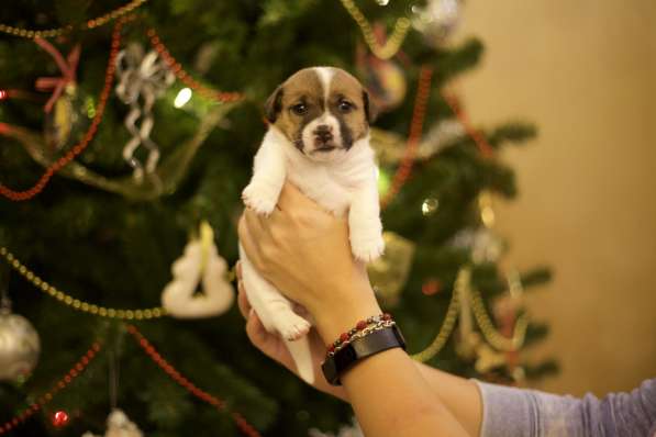 Щенки Джек Рассел терьер от титулованных родителей в Смоленске фото 19