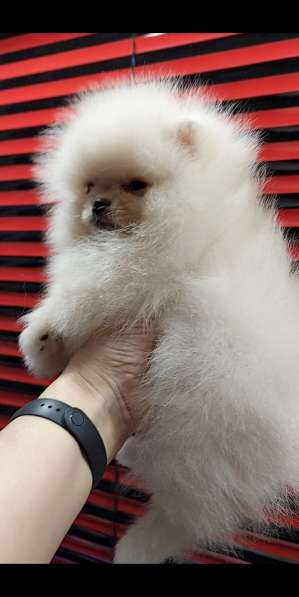 Померанский шпиц в фото 6