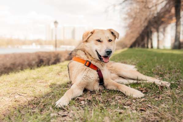 Ищет дом Ромео #ромео_дубоваяроща в Москве фото 50