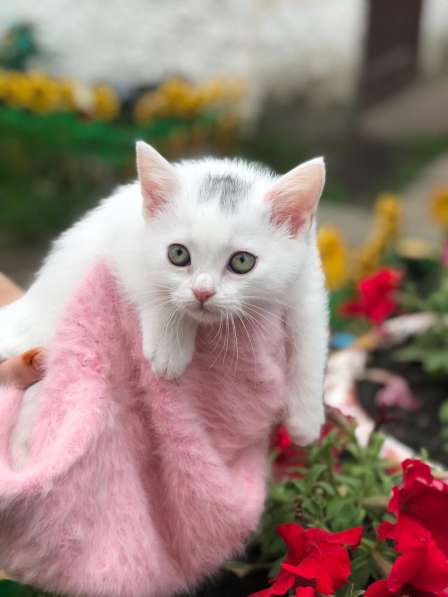 Британские котята в Воронеже фото 3