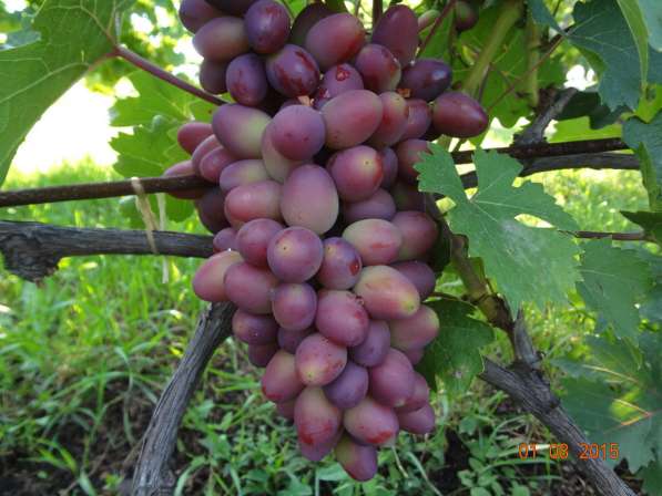 Черенки винограда столовых и винных сортов