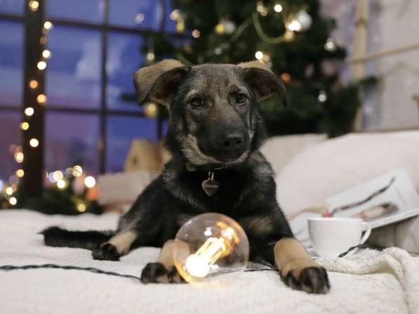 Щенок Рокси ищет семью