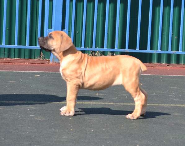 Щенки ЮА Бурбуля в Краснодаре фото 14