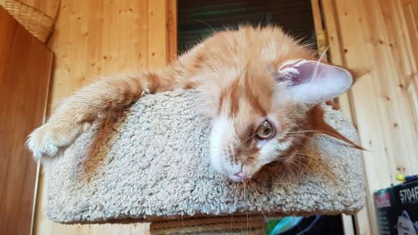 Красная кошечка мейн-кун в Санкт-Петербурге фото 3