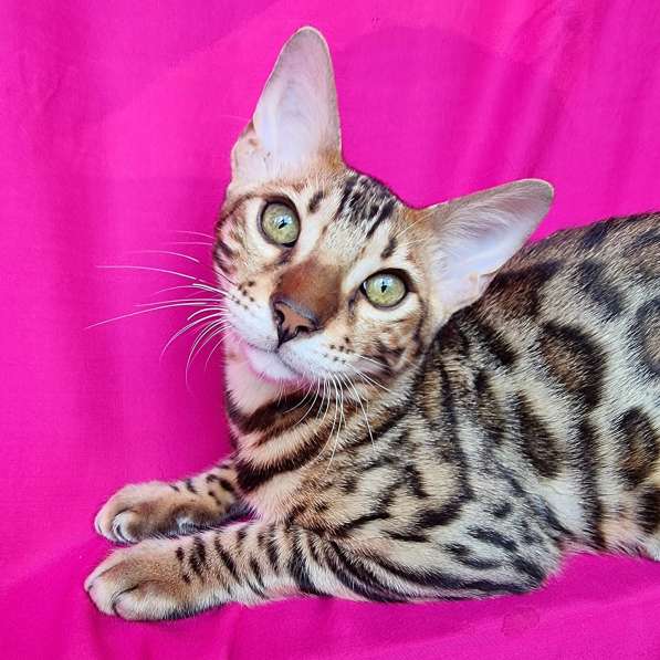 Продается чистокровный бенгальский котенок в фото 9