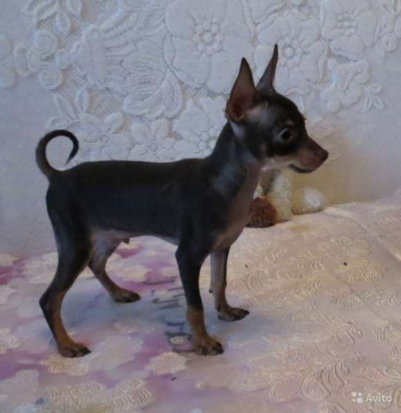 Щенки Русского Той терьера в Красноярске фото 14