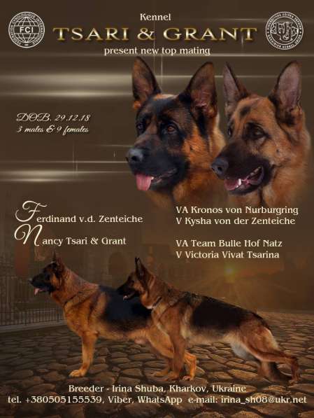 Щенки немецкой овчарки в фото 18