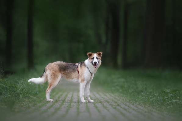 Молодой, активный красавец Пряник ищет дом! в Москве фото 15
