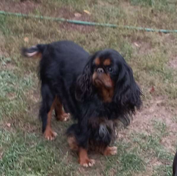 Кинг Чарльз Спаниель сука 4 года в Москве