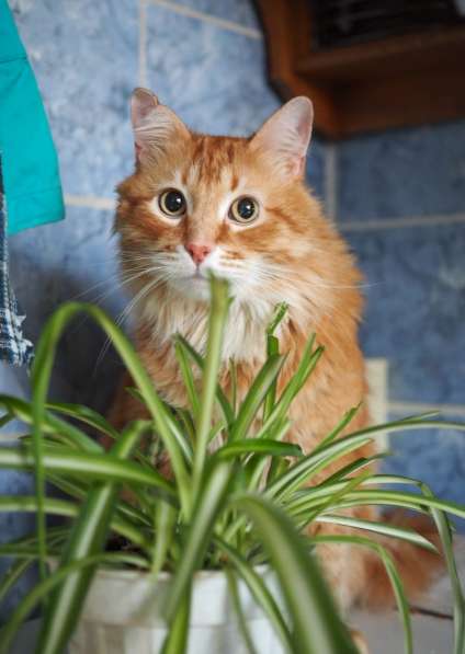 Огненно-рыжий красавец кот Филимон в добрые руки в Москве фото 5