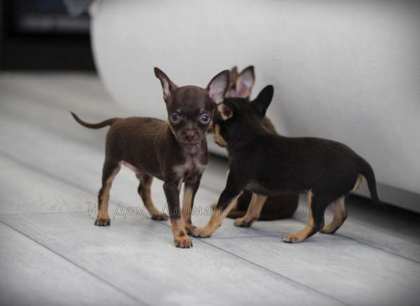 Щенки Русского той -терьера в Новосибирске фото 20