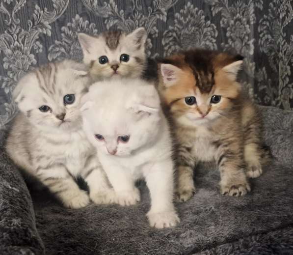 Добрый день друзья. Я продаю замечательных котят в фото 16