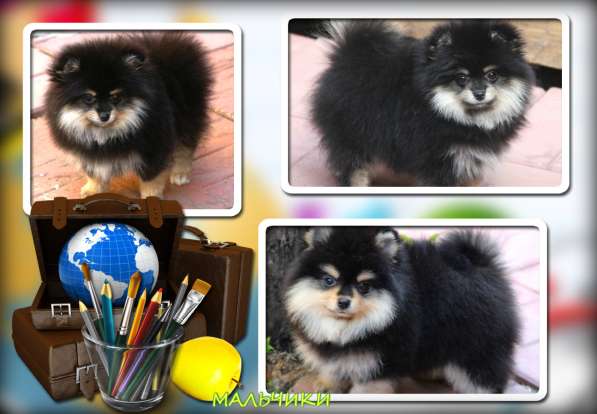 Щенки шпица в Раменское фото 25