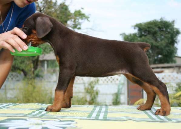 Продаются щенки добермана в Ростове-на-Дону фото 7