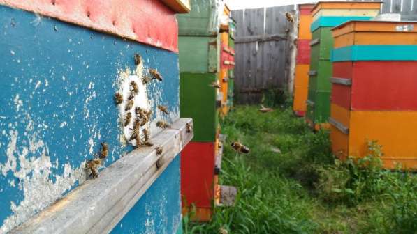 Донниковый Мёд 500мл/675гр 100% от пчёл с пасеки в Кургане в Кургане