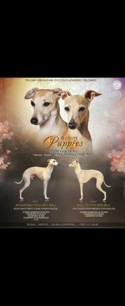 Левретка. Щенок. От супер-титулованной папы. Уникальных окра в Саратове фото 4