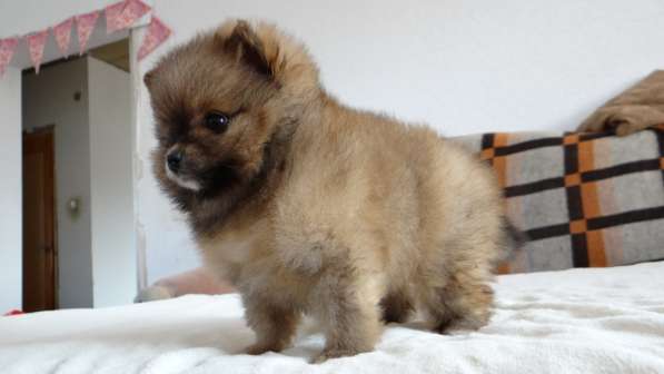 Щенок померанского шпица- микро - медвежонок в фото 28