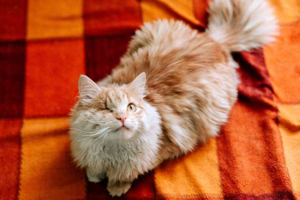 Рыжий котик Мокки с одним глазиком ищет дом в Москве фото 9