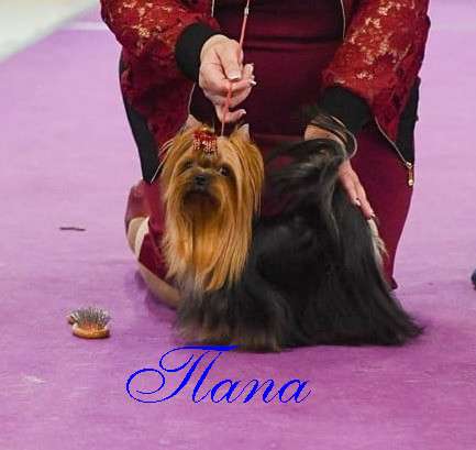 Щеки Йоркширского терьера. Девочка супер мини в Москве фото 6