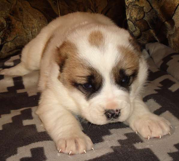 Щенки АЛАБАЯ в Барнауле фото 16