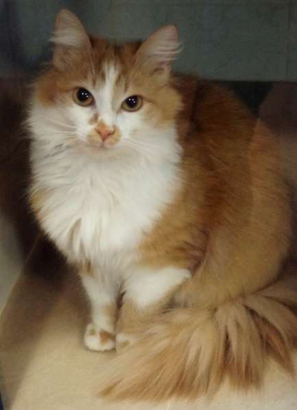 Солнечная кошка Милочка в Москве фото 25