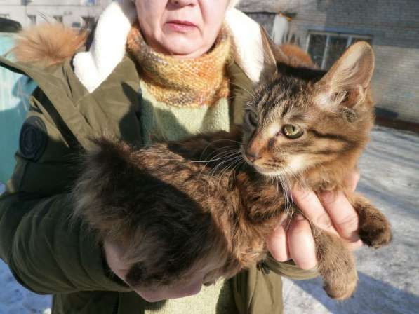 Продам котят курильского бобтейла в Хабаровске фото 3