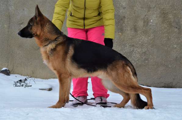 Немецкая овчарка в фото 13
