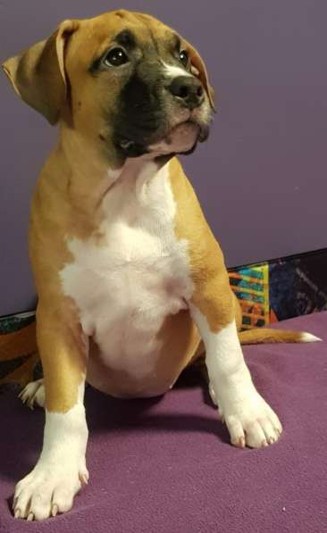 Стаффордширский терьер ДЕВОЧКА в Москве фото 8