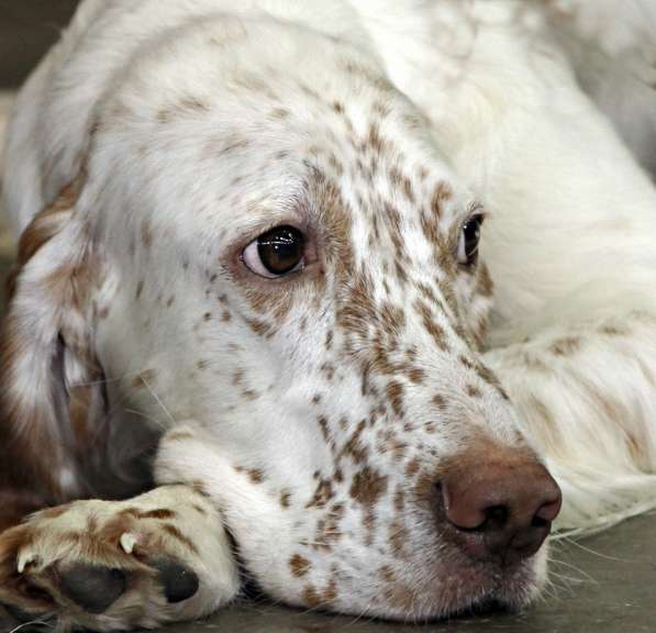 Английский сеттер щенки из элитного питомника в Москве фото 32