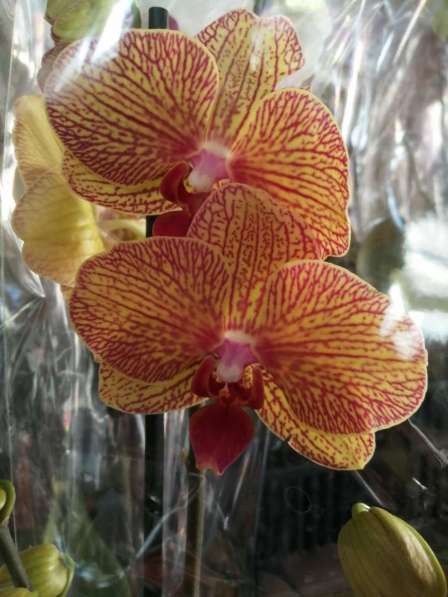 Орхидея в Невинномысске фото 10