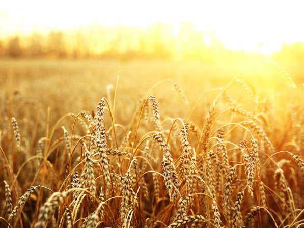 Пшеница продовольственная 3 класс без ГМО