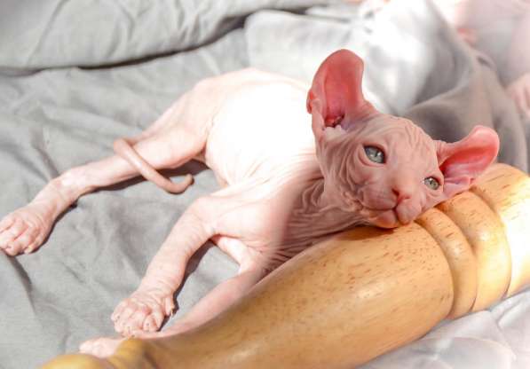 Red Male Elf sphynx ❤️ Maлыш эльф сфинкс