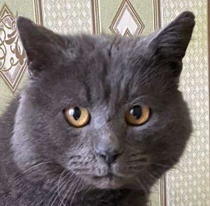 4-летний британский кот даром в Москве фото 17