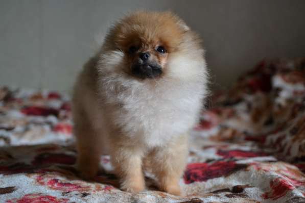 ПОМЕРАНСКИЙ шпиц в Москве