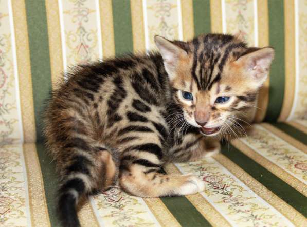 Бенгальский мальчик №3 в Санкт-Петербурге фото 9