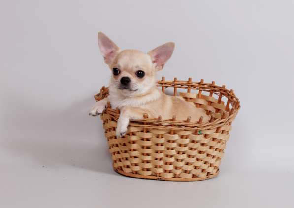 Чихуахуа мальчик в Москве фото 5