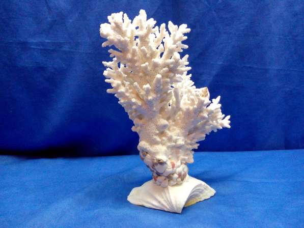 Коралл-ветка 27 - ракушка раковина в Ялте фото 3