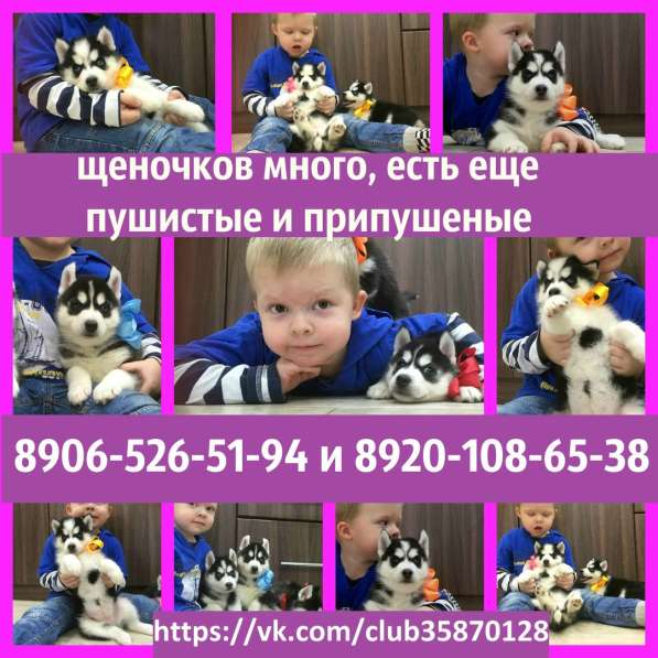 Хаски щеночки. черно-белые голубоглазые в Архангельске