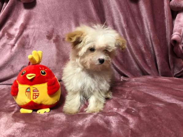 Щенок мальтипу девочка в Москве фото 6