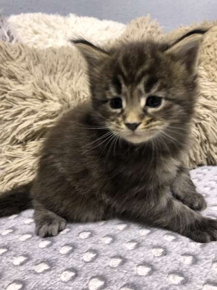 Maine Coon в фото 19