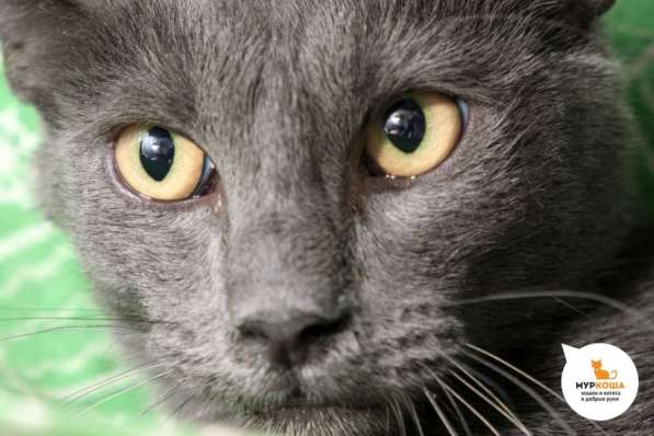 Котик Мышонок