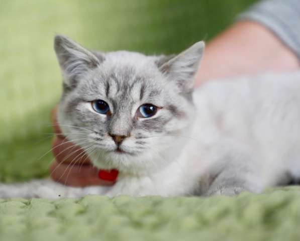 Халва чудесный тайский котенок в добрые руки