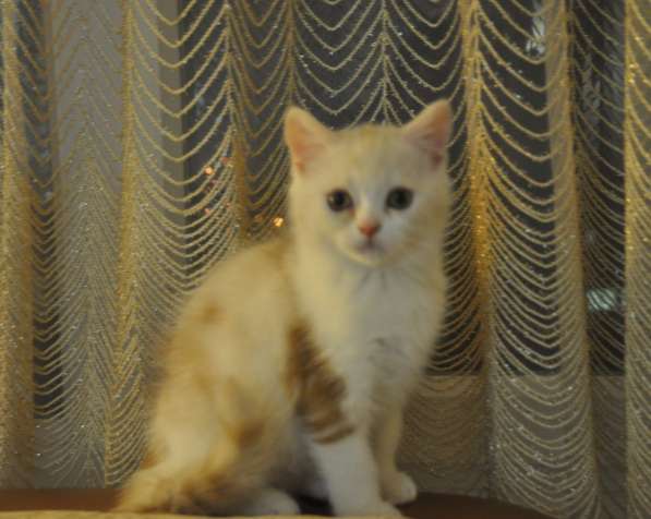 Шотландские котята c родословной в Мурманске фото 5