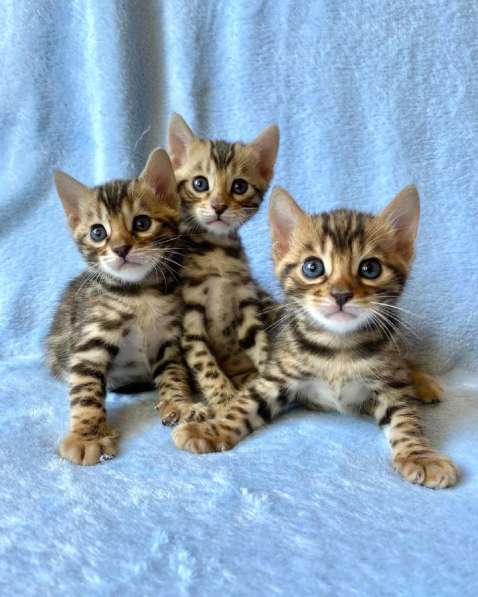 Бенгальские котята в Ростове-на-Дону фото 27