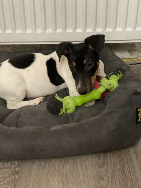 Щенок Джек Рассел