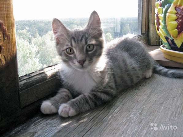 Полосатенькое чудо Пушок, милый домашний котенок в Москве фото 5
