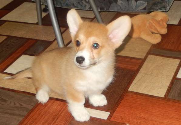 Вельш корги пемброк в Челябинске фото 4